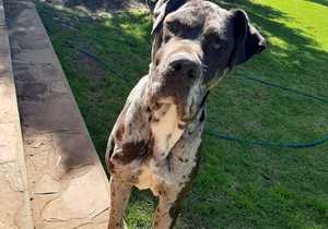 Op Soek Na 'n Nuwe Forever Home