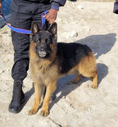 Eagle Security Welcomes Odin To The Family