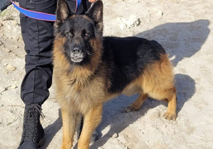 Eagle Security Welcomes Odin To The Family