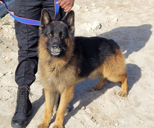 Eagle Security Welcomes Odin To The Family