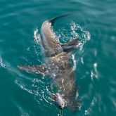 Shark Cage Diving - White Shark Projects - Xplorio™ Gansbaai