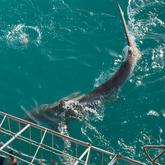 Shark Cage Diving - White Shark Projects - Xplorio™ Gansbaai