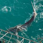 Shark Cage Diving - White Shark Projects - Xplorio™ Gansbaai Shark Cage Diving - White Shark Projects - Xplorio™ Gansbaai