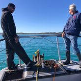 Shark Cage Diving - White Shark Projects - Xplorio™ Gansbaai