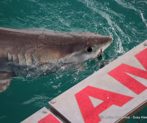 Die Grootwithaai is in (Klein)baai!