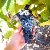 Grapes - Arcangeli Wines - Xplorio™ Botrivier