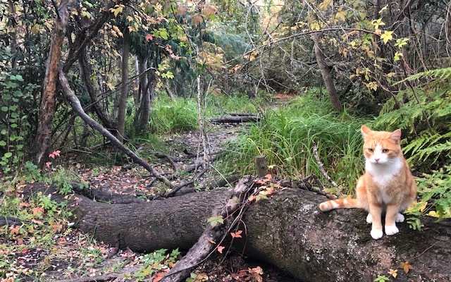 River ramble forest magic