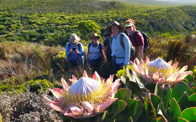 Fynbos beauty along the trails