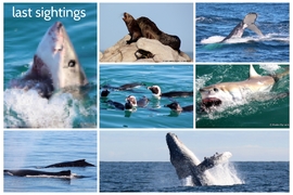 Marine Big 5 Trips: 29 + 30 June 2022