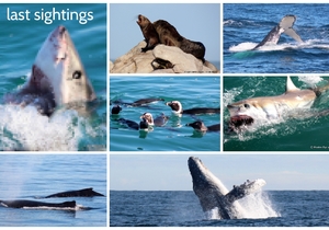 Marine Big 5 Trips: 29 + 30 June 2022