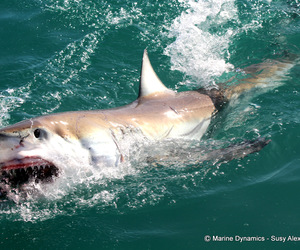 Next Marine Dynamics Shark Cage Diving Trip: 30 June 2022