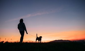 We Love Animal Welfare Organisations in the Overberg