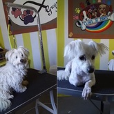 Dog Grooming Before and After - Claws & Paws - Xplorio™ Gansbaai