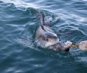 Shark Cage Diving with Great White Sharks