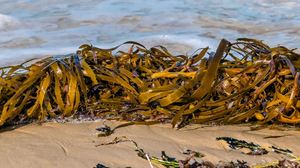 An Update About Kelp on Overstrand Beaches
