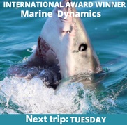Next Marine Dynamics Shark Cage Diving Trip: 5 July 2022