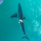 Great White Shark - White Shark Projects - Xplorio™ Gansbaai