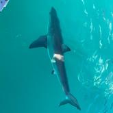 Great White Shark - White Shark Projects - Xplorio™ Gansbaai