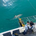 Great White Shark - White Shark Projects - Xplorio™ Gansbaai