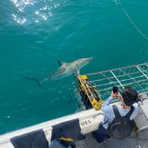 Great White Shark - White Shark Projects - Xplorio™ Gansbaai