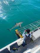Spotted 5 Great White Sharks on Trip!