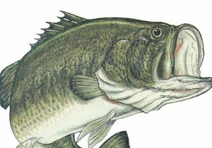 Gansbaai Fresh Water Fishing Competition