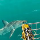 Great White Shark - White Shark Projects - Xplorio™ Gansbaai