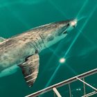 Great White Shark - White Shark Projects - Xplorio™ Gansbaai
