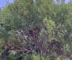 How To Identify Alien Trees