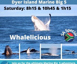 Next Dyer Island Marine Big 5 Tour: 9 July 2022