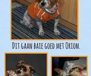 Orion was Adopted