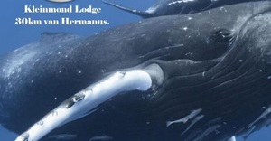 4 - 9 August 2022: Hermanus Kalfiefees