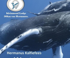 4 - 9 August 2022: Hermanus Kalfiefees