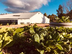 Our Rooftop Garden After Four Weeks