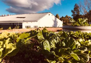Our Rooftop Garden After Four Weeks