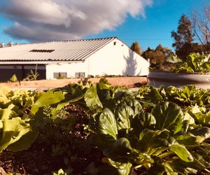 Our Rooftop Garden After Four Weeks