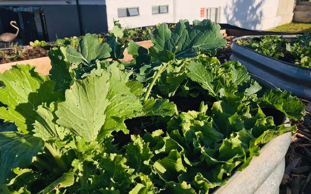 Lettuce - RAW - Xplorio™ Greyton