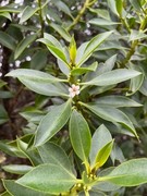 Alien Trees in Pearly Beach