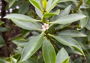 Alien Trees in Pearly Beach