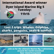 Next Dyer Island Marine Big 5 Tour: 19 July 2022