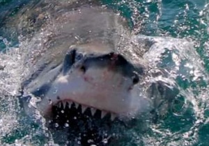 Next Marine Dynamics Shark Cage Diving Trip: 19 July 2022