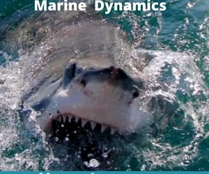 Next Marine Dynamics Shark Cage Diving Trip: 19 July 2022
