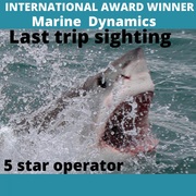 Next Marine Dynamics Shark Cage Diving Trip: 20 July 2022