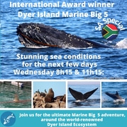 Next Dyer Island Marine Big 5 Tour: 20 July 2022