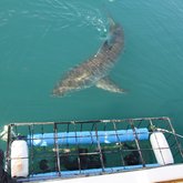 Shark Coming Up to Say Hello