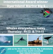Next Dyer Island Marine Big 5 Tour: 21 July 2022