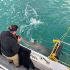 Great White Shark - White Shark Projects - Xplorio™ Gansbaai