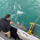 Great White Shark - White Shark Projects - Xplorio™ Gansbaai