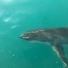 Great White Shark - White Shark Projects - Xplorio™ Gansbaai