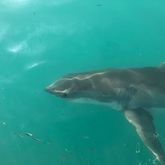 Great White Shark - White Shark Projects - Xplorio™ Gansbaai